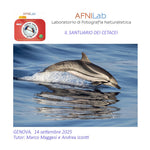 Il santuario dei cetacei