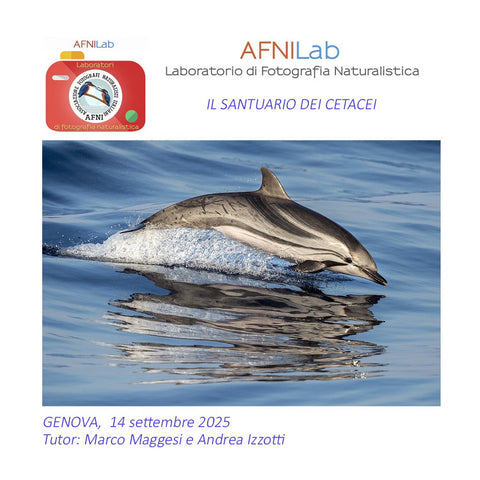 Il santuario dei cetacei